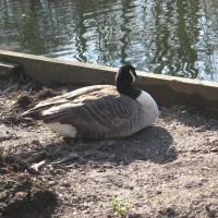 Canada Goose